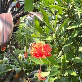Photo of the plant species Japanese Lantern by @ManlyLovage44 named Sherlock on Greg, the plant care app