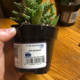 Photo of the plant species Yemen Aloe by @WorthyBokchoi45 named ally on Greg, the plant care app