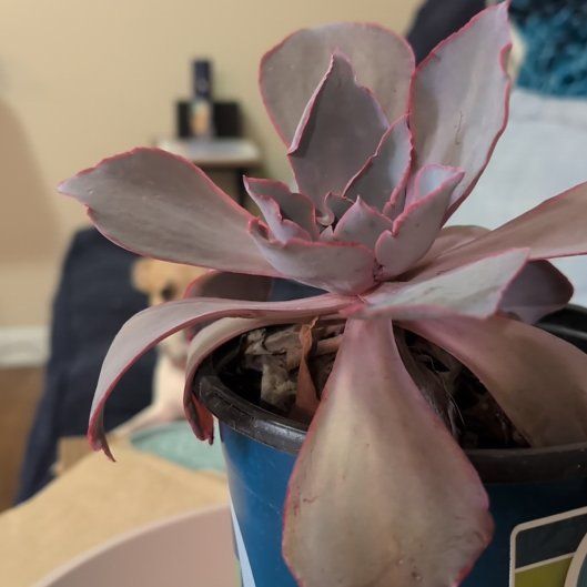 Photo of the plant species Echeveria 'Afterglow' by @QuirkyPlain16 named Bella on Greg, the plant care app