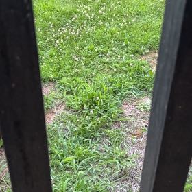 Photo of the plant species Kikuyugrass by @EducatedPurei99 named Tree Diddy on Greg, the plant care app
