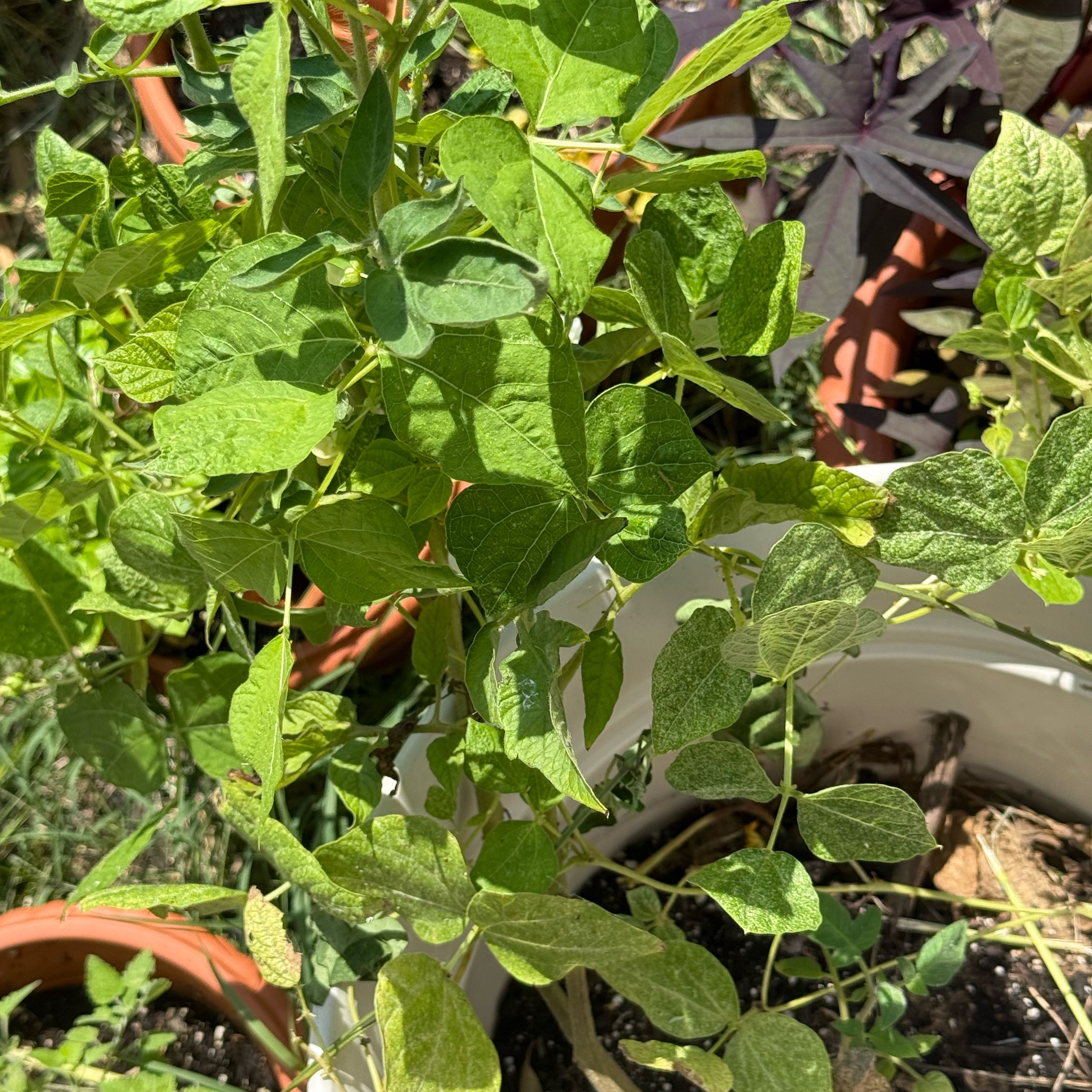 Photo of the plant species Red Morning Glory by @AgileGuasca73 named Sir Plancelot on Greg, the plant care app