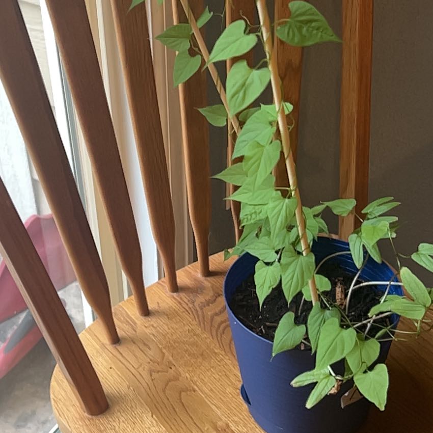Photo of the plant species Heavenly Blue Morning Glory by @NimbleMira74 named Gaga on Greg, the plant care app