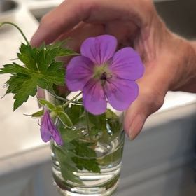 Photo of the plant species Wood Crane's-Bill by @FairAngelmoss5 named Gomez on Greg, the plant care app