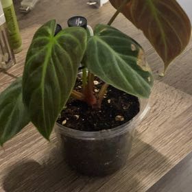 Photo of the plant species Anthurium Red Crystal X BVEP by @SpunkyIvy46 named Hemingway on Greg, the plant care app