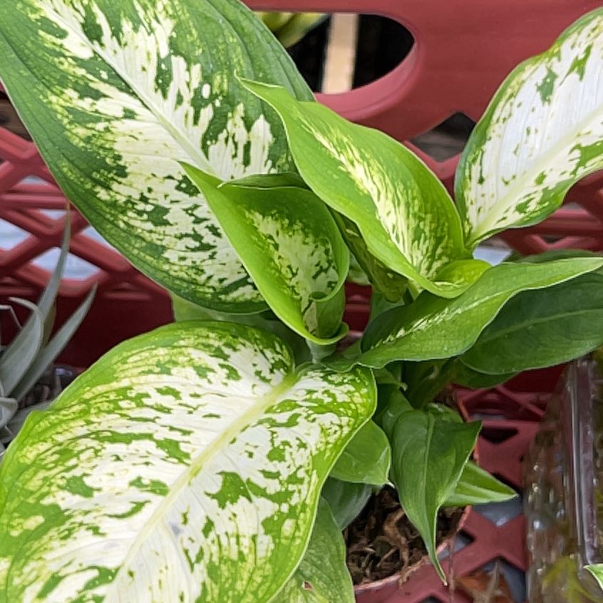 Photo of the plant species Dumb Cane by @JoyfulJubaea48 named Madonna on Greg, the plant care app