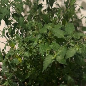 Photo of the plant species Chile Penguin by @TycoonBluesage named Doja cat on Greg, the plant care app