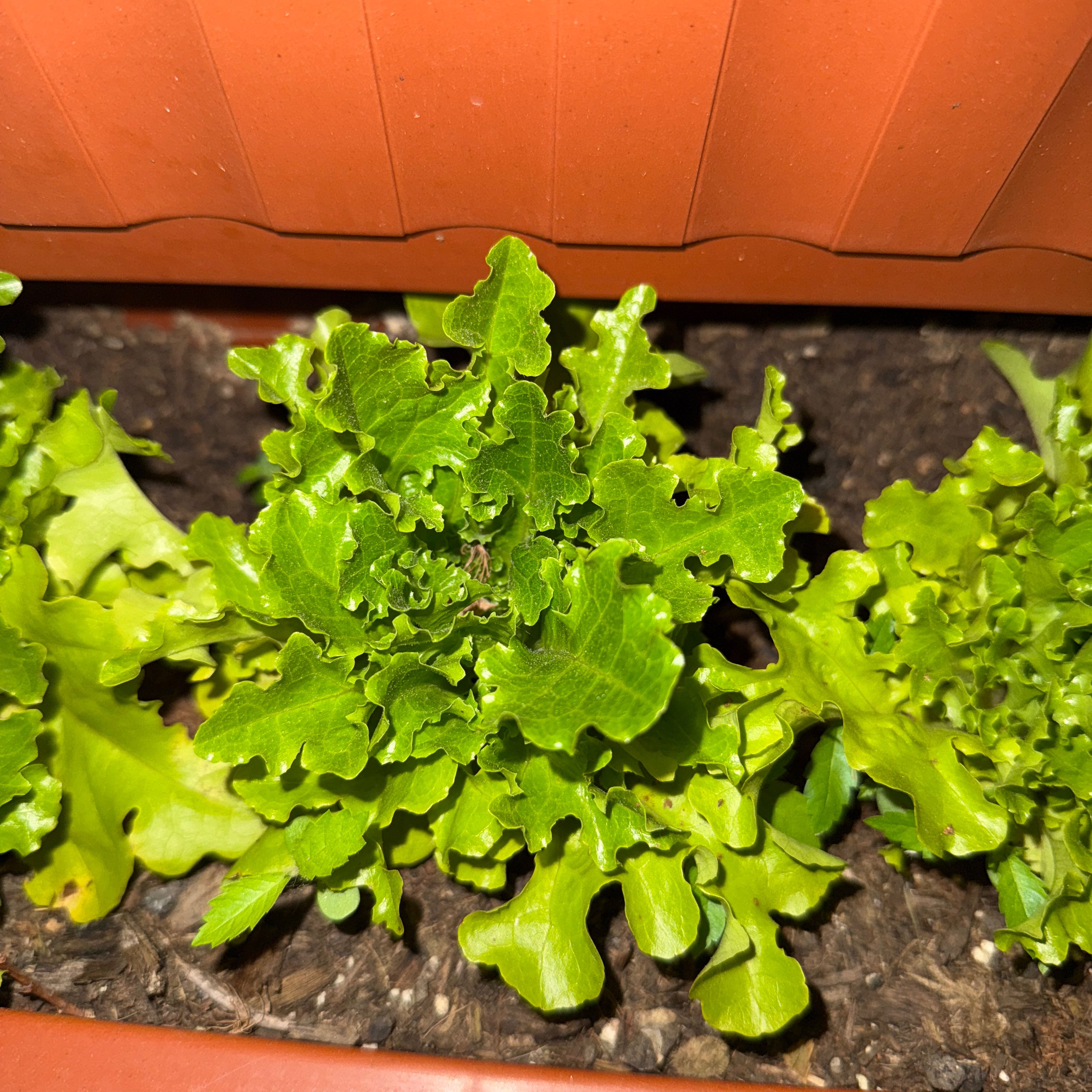 Photo of the plant species Oakleaf Lettuce by @FirstMint83 named Sanders on Greg, the plant care app