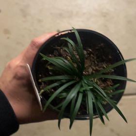 Photo of the plant species Mondo grass by @HarmlessGalega named Marley on Greg, the plant care app