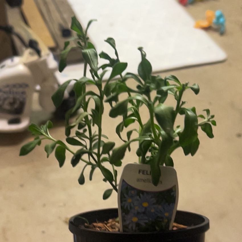 Photo of the plant species Felicia 'FelicityTM' by @HarmlessGalega named Khaleesi on Greg, the plant care app