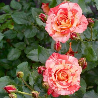 Photo of the plant species Rosa 'Alfred Sisley' by @RichlyTexassage named Tâylin on Greg, the plant care app