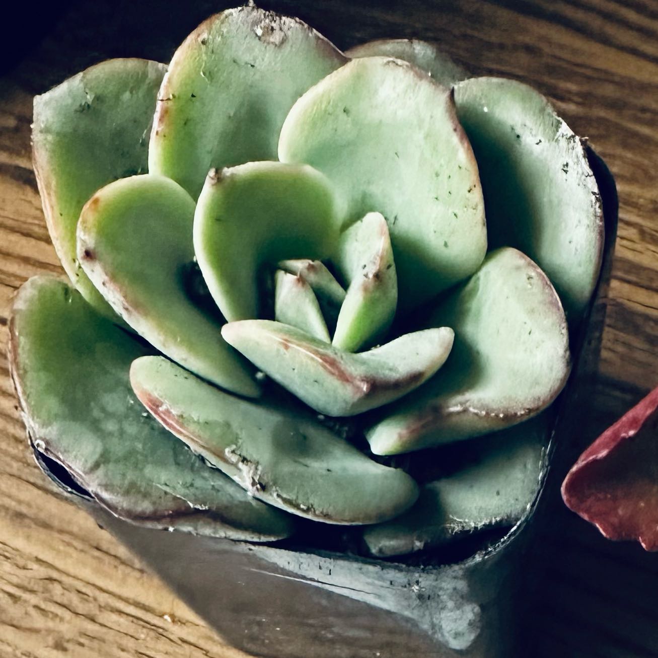 Photo of the plant species Peaches and Cream by @LushBaybean16 named Wall-E on Greg, the plant care app