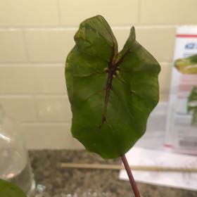 Photo of the plant species Colocasia by @jhill named Leaf Erickson on Greg, the plant care app