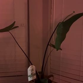 Photo of the plant species Alocasia 'Mythic Blackout' by @RealisticOricad named Michelle Branch on Greg, the plant care app