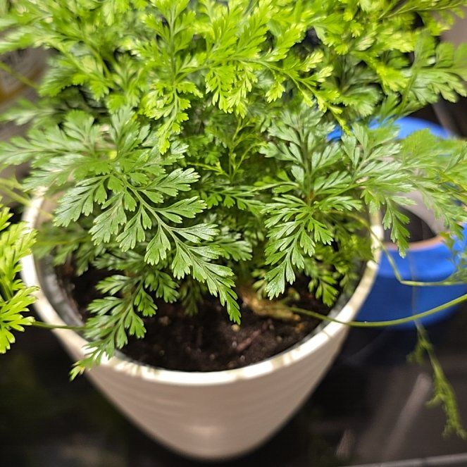 Photo of the plant species Valley Mist Fern by @HeroAzurebluet named Dolores on Greg, the plant care app