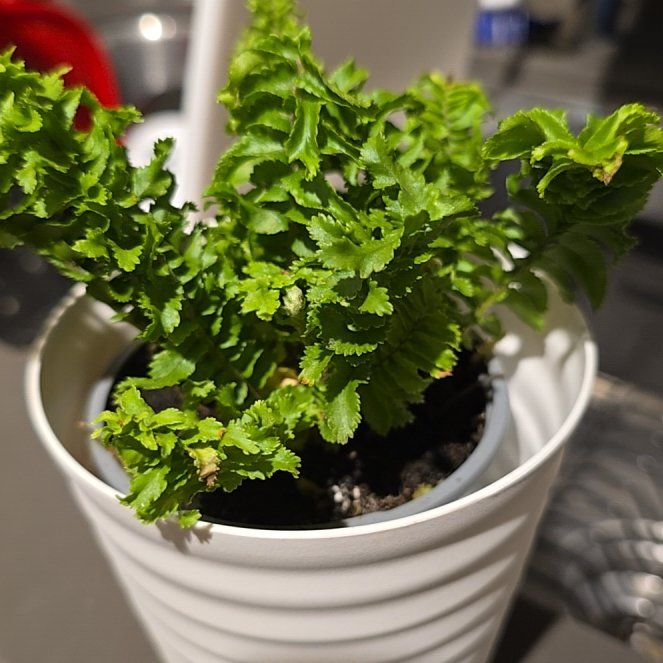 Photo of the plant species Emina Curly Boston Fern by @HeroAzurebluet named Winston on Greg, the plant care app