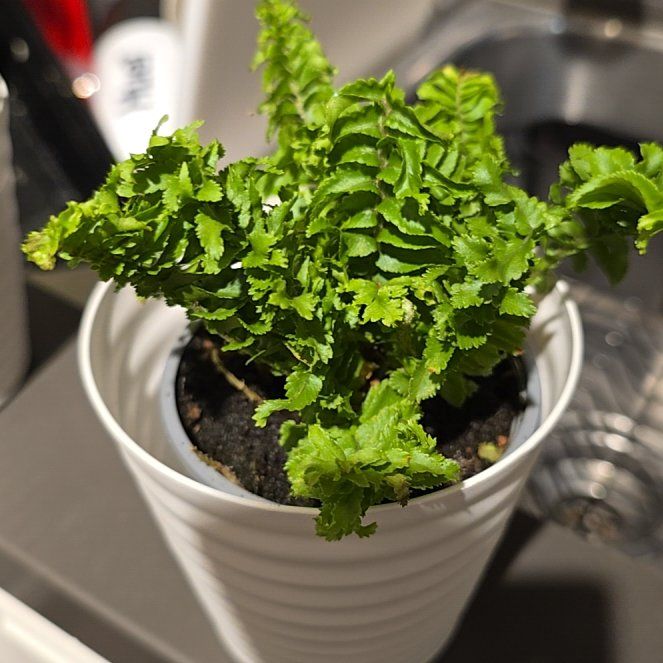 Photo of the plant species Emina Curly Boston Fern by @HeroAzurebluet named Messi on Greg, the plant care app