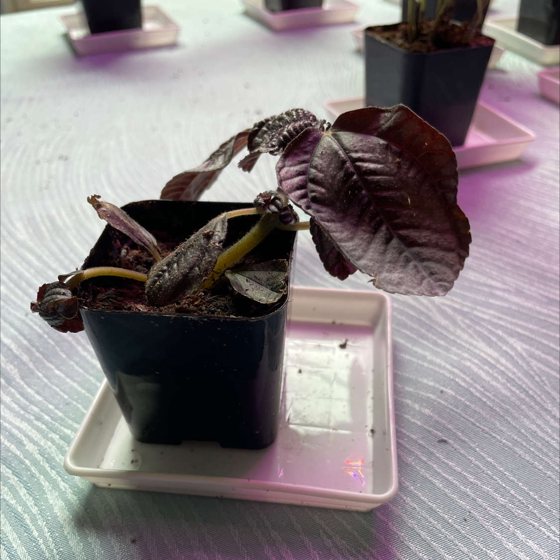 Photo of the plant species Silver Tree by @BestMira60 named Hamilton on Greg, the plant care app