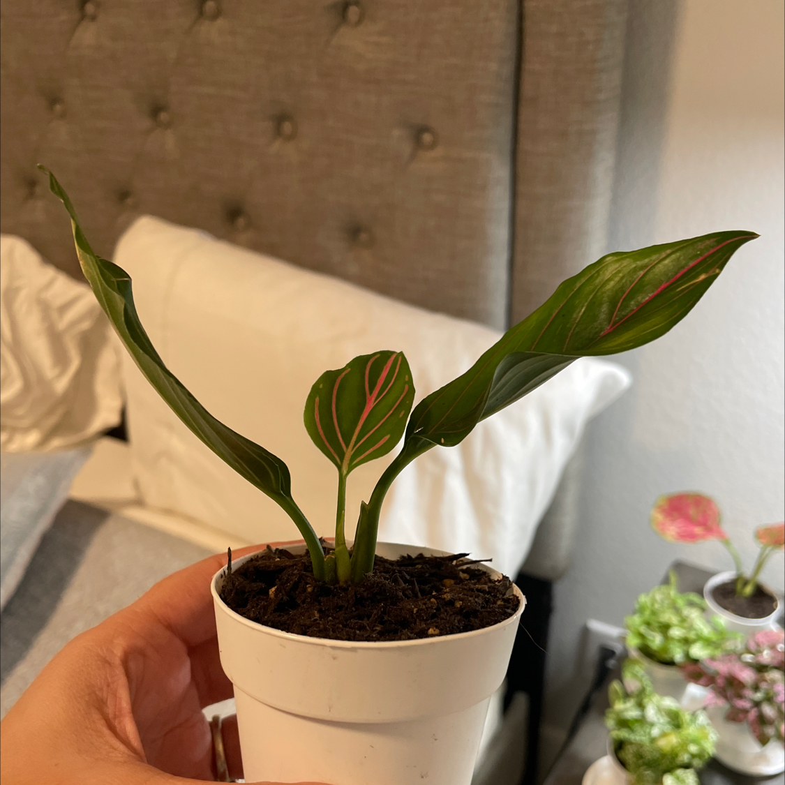 Photo of the plant species Aglaonema 'Red Zircon' by @BestMira60 named LeBron on Greg, the plant care app