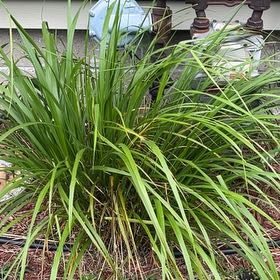 Photo of the plant species Reed Grass by @PrettySeraphina named Bodhi on Greg, the plant care app