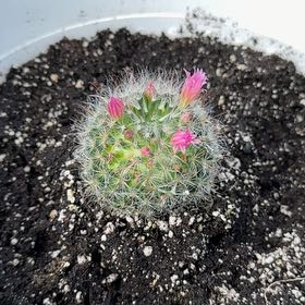Photo of the plant species Powder Puff Cactus by @SincerelyTule98 named Aria on Greg, the plant care app