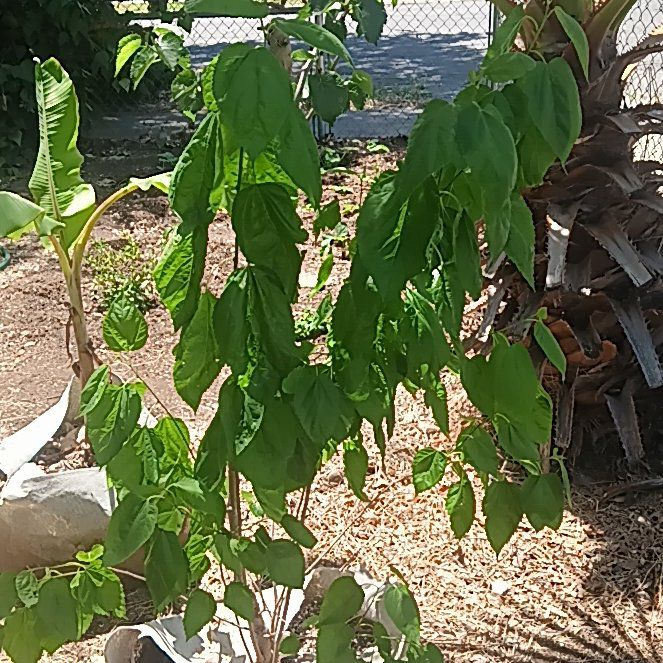 Photo of the plant species Mulberry by @HotKoreanfir53 named Michelle Branch on Greg, the plant care app