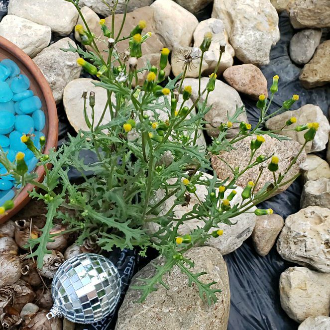 Photo of the plant species Groundsel by @VitalFringetree named Gaga on Greg, the plant care app