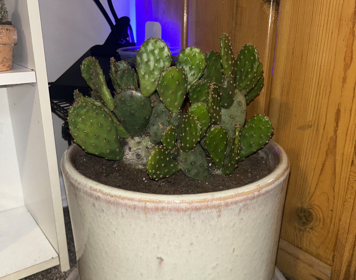 Photo of the plant species Opuntia 'Baby Rita' by @Ellienicole4 named Baby Rita on Greg, the plant care app