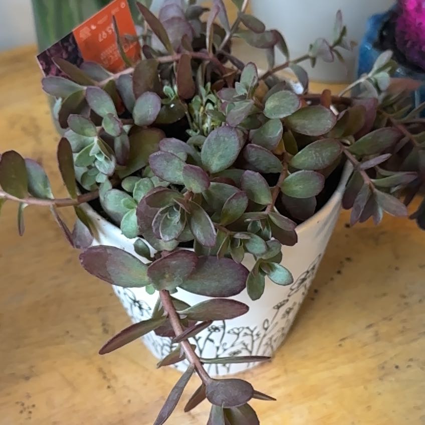 Photo of the plant species Sedum 'SunSparkler Firecracker' by @SpicyMoonorchid named Rosa on Greg, the plant care app