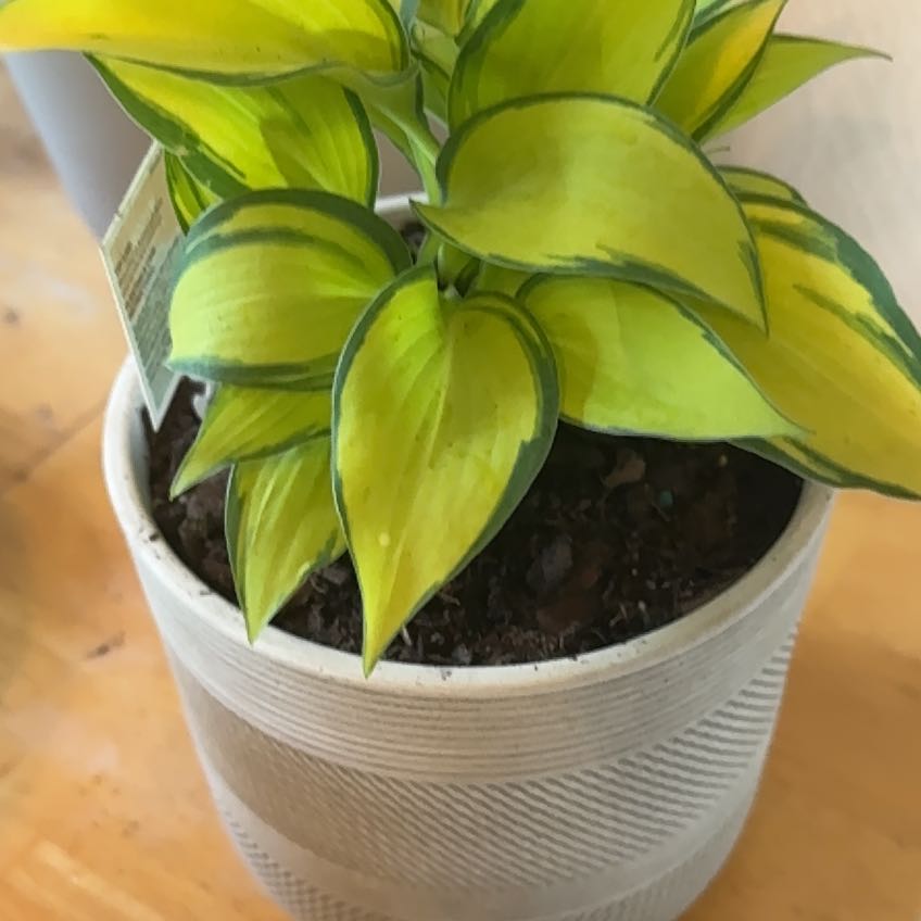 Photo of the plant species Hosta by @SpicyMoonorchid named Scarlett on Greg, the plant care app
