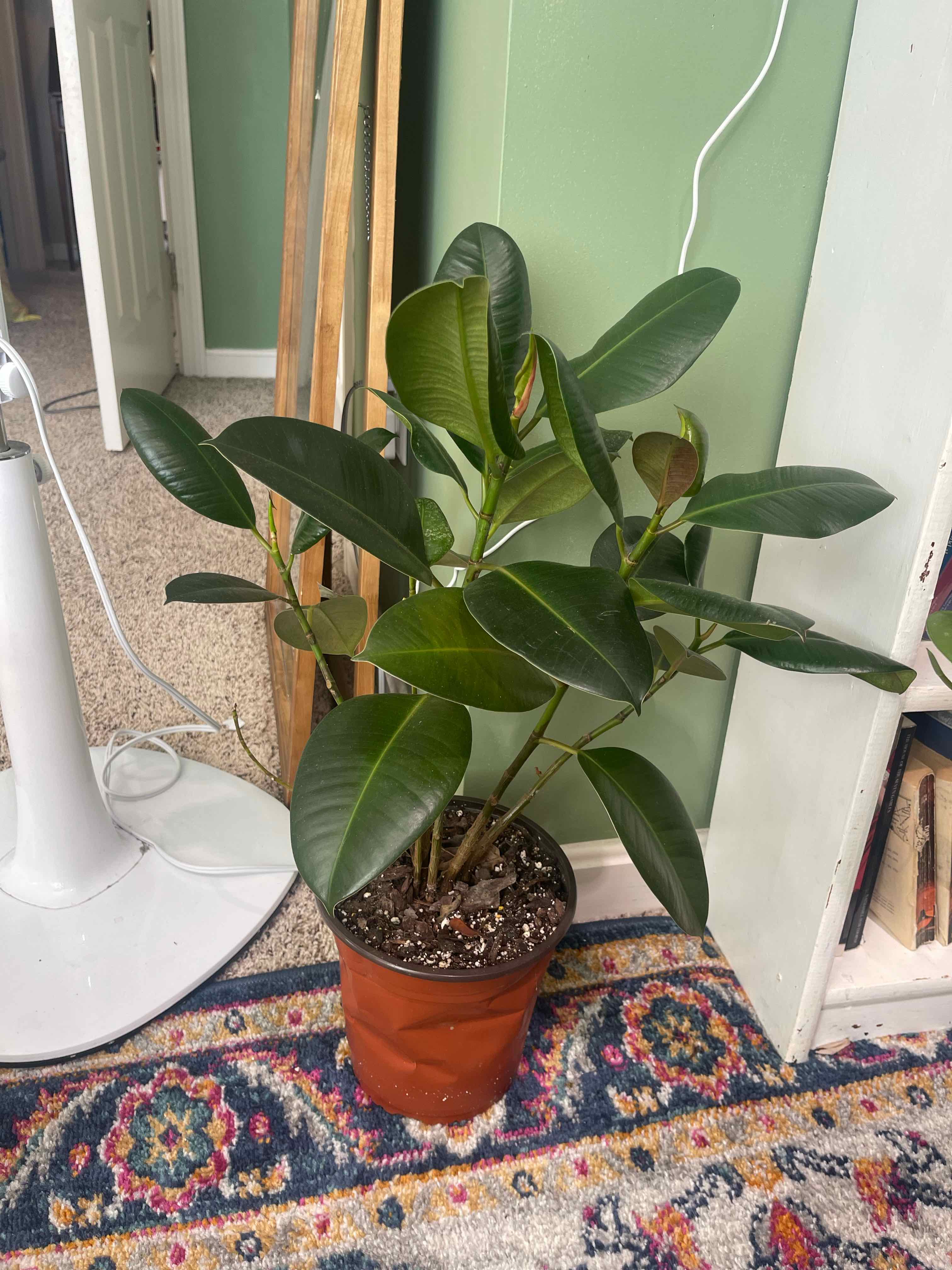 Burgundy Rubber Tree in a pot indoors with dark green leaves and visible soil.