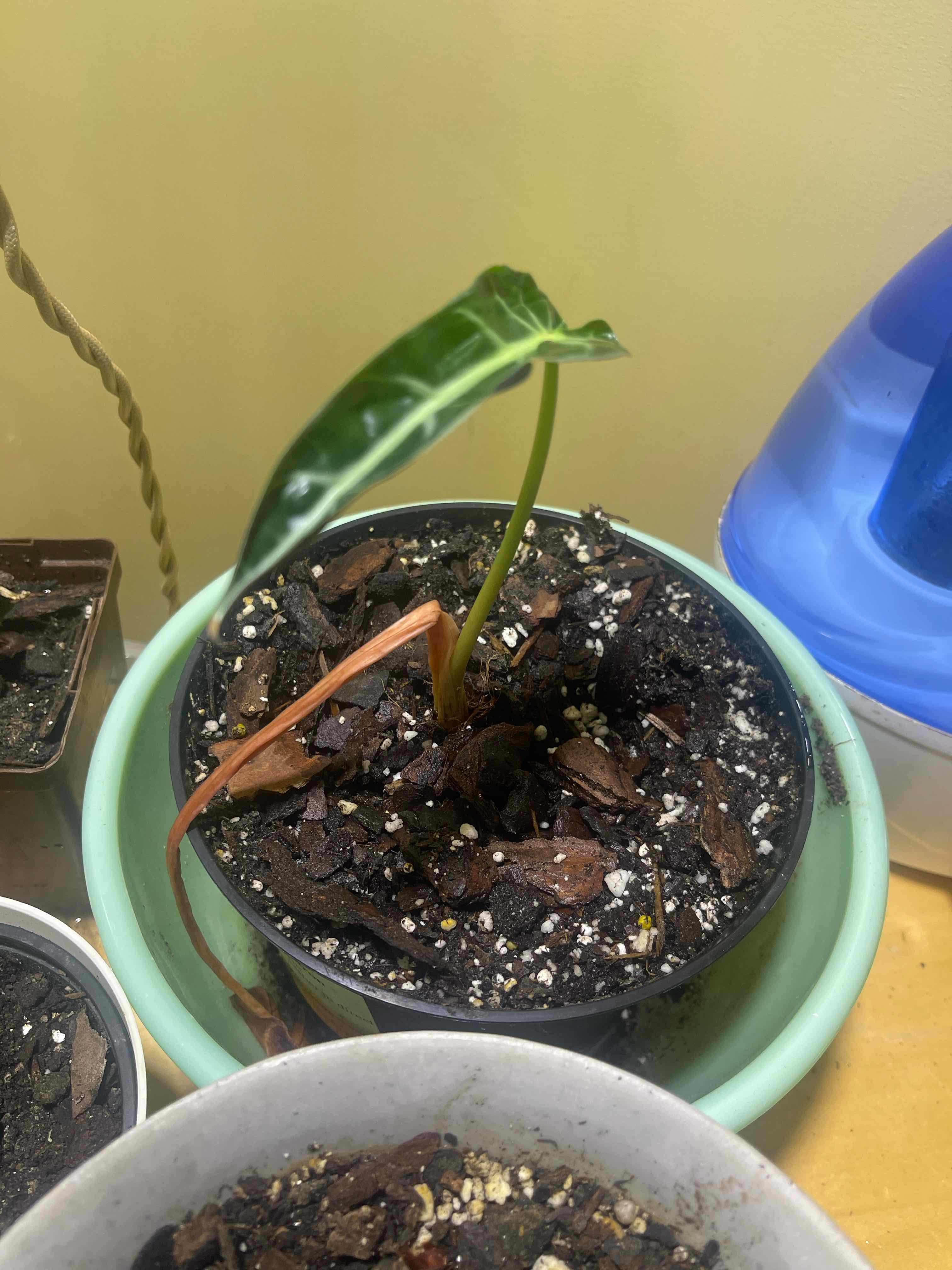 Alocasia Amazonica 'Polly' plant with one healthy leaf and one wilting leaf in a pot with visible soil.
