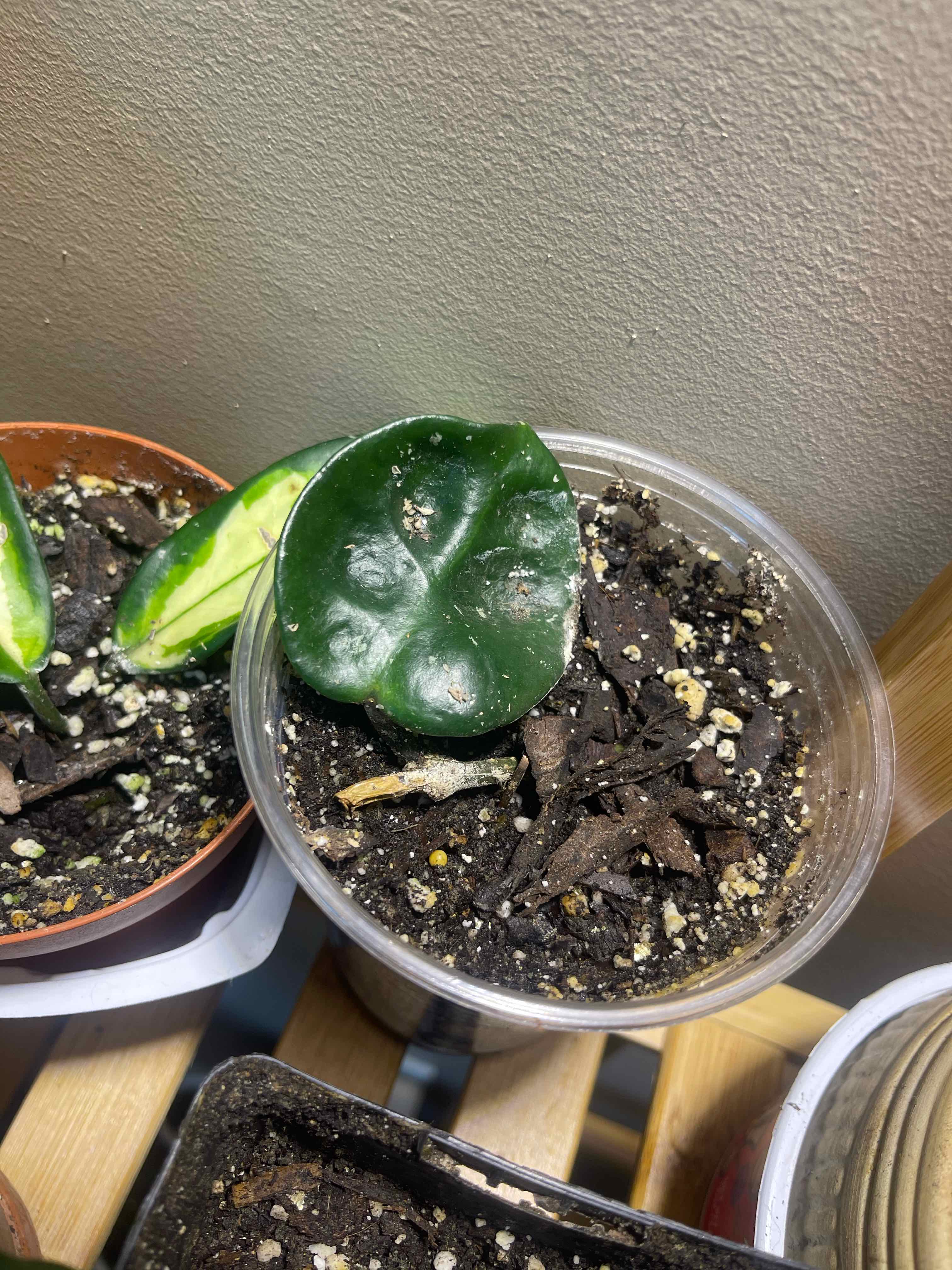 Chelsea Hoya plant in a clear plastic container with visible soil and healthy green leaves.