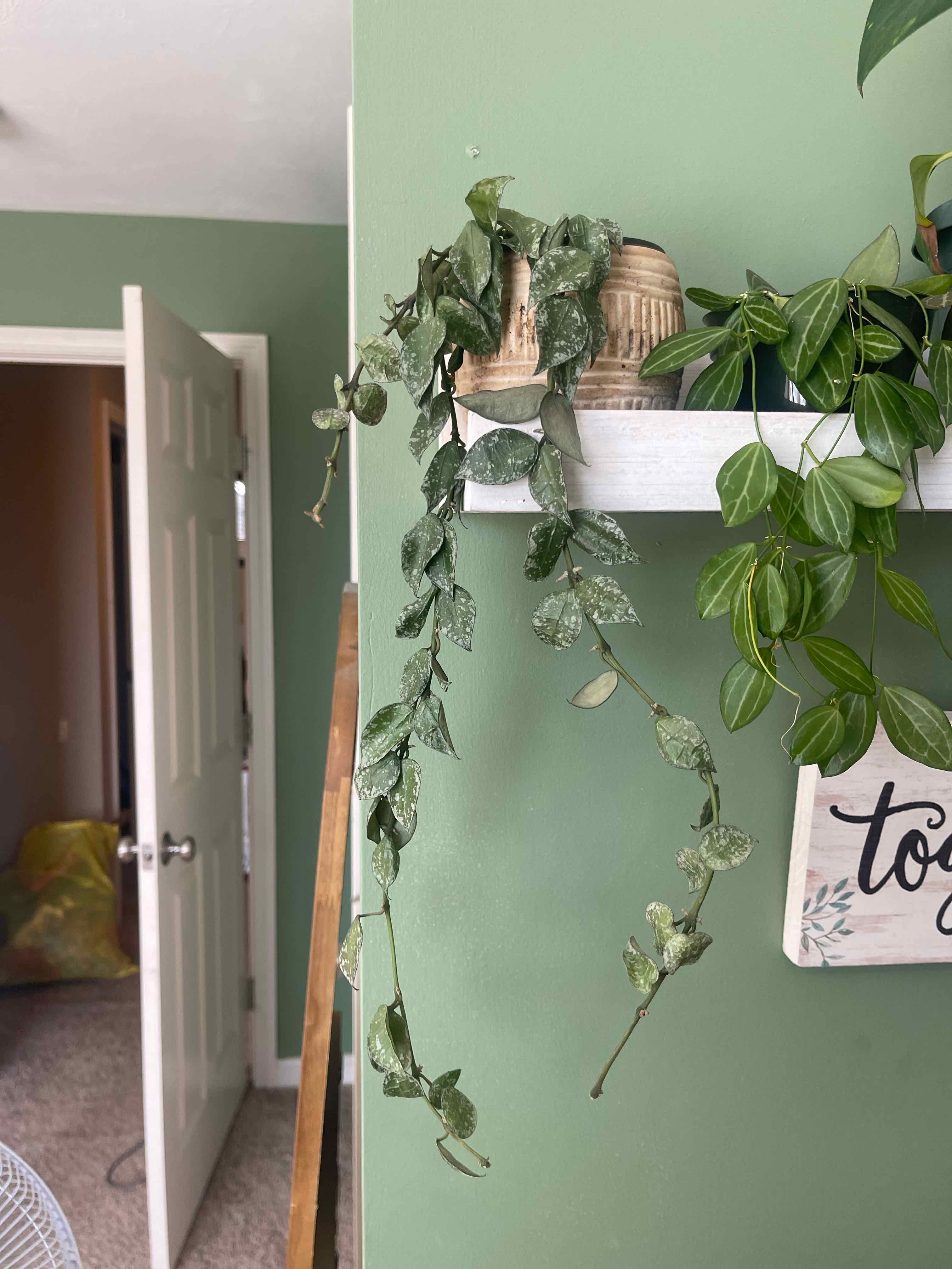 Hoya khroniana Silver Splash plant with variegated leaves hanging from a pot on a shelf.