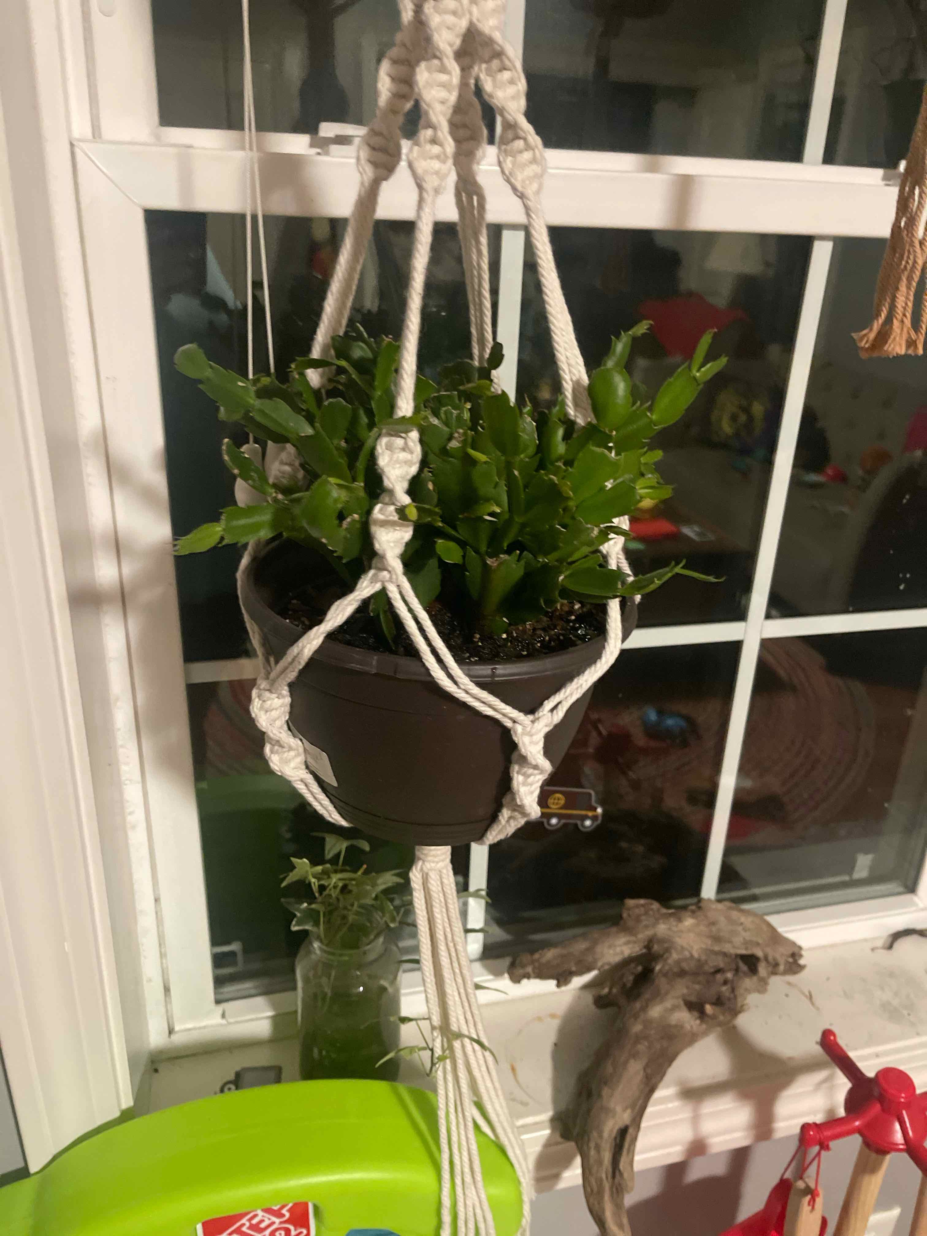 False Christmas Cactus plant photo by @Mossflowerwood named Ben Spike on Greg, the plant care app.