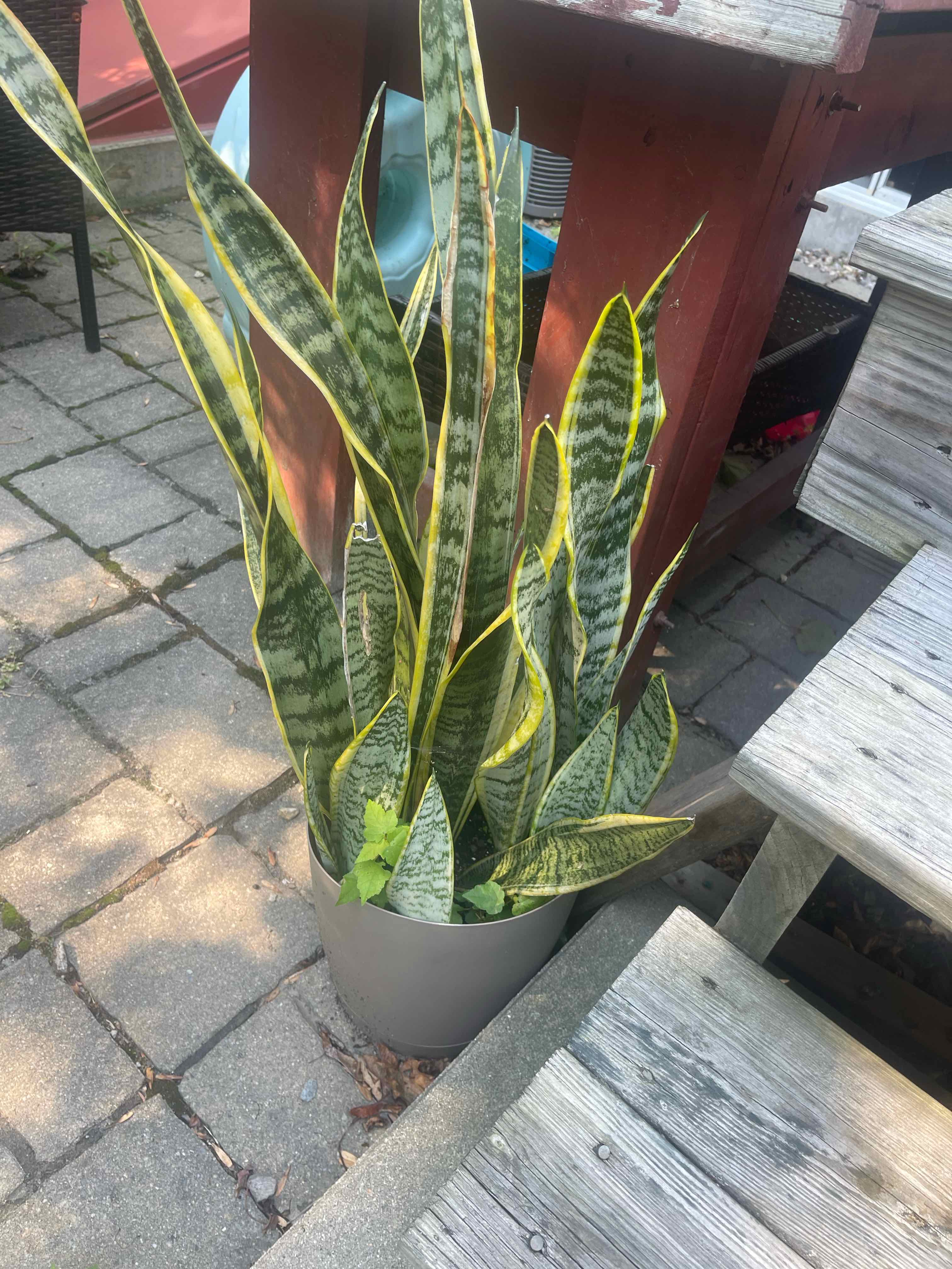 Snake Plant plant photo by @Mossflowerwood named Dracaena trifasciata (1) on Greg, the plant care app.
