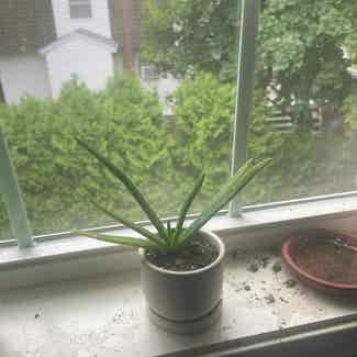 Aloe vera plant in Worcester, Massachusetts