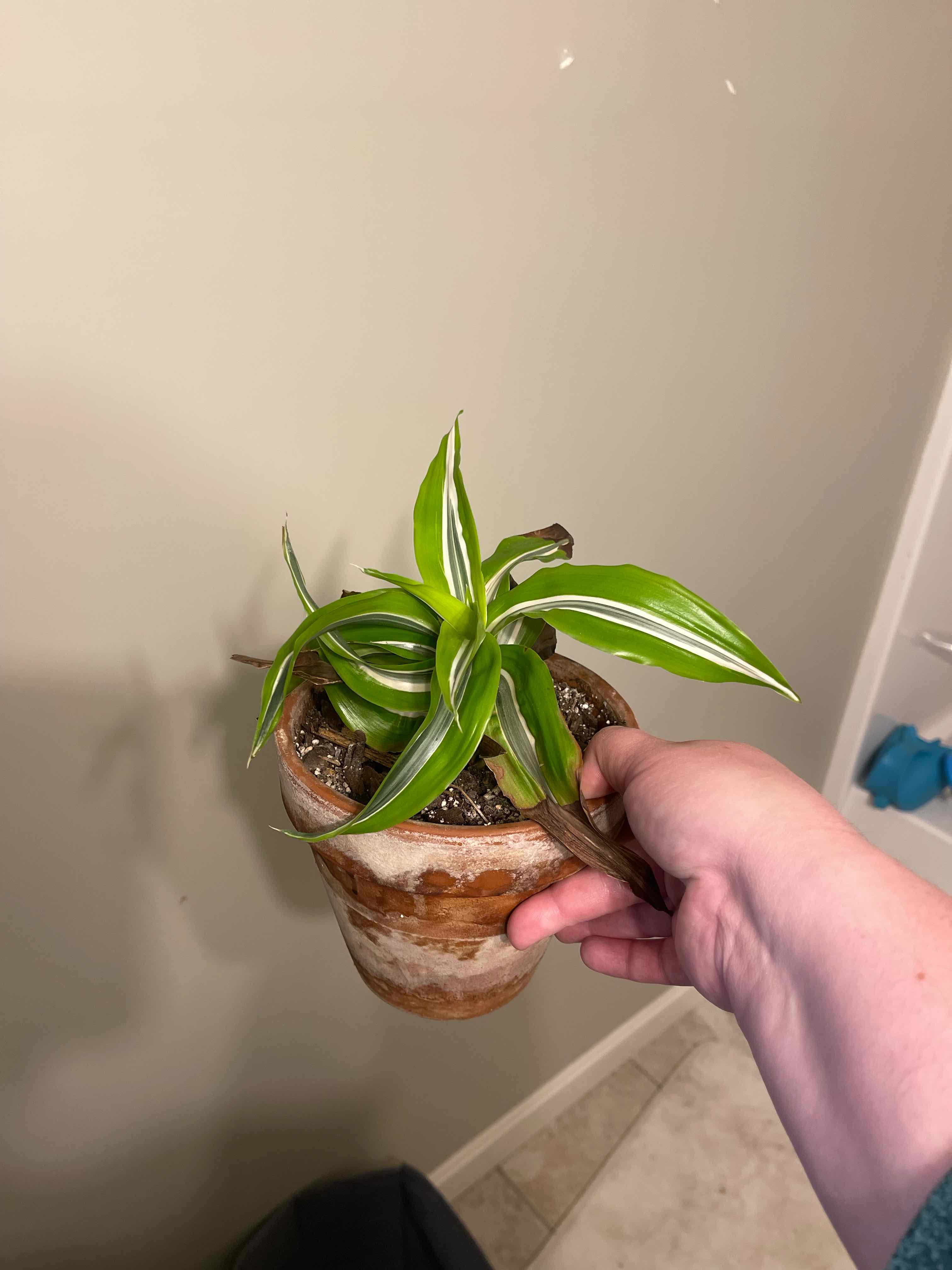 A healthy Lemon Surprise Snake Plant in a pot, held by a hand. Green leaves with white stripes.