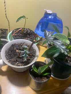 Angel Wing Begonia plant