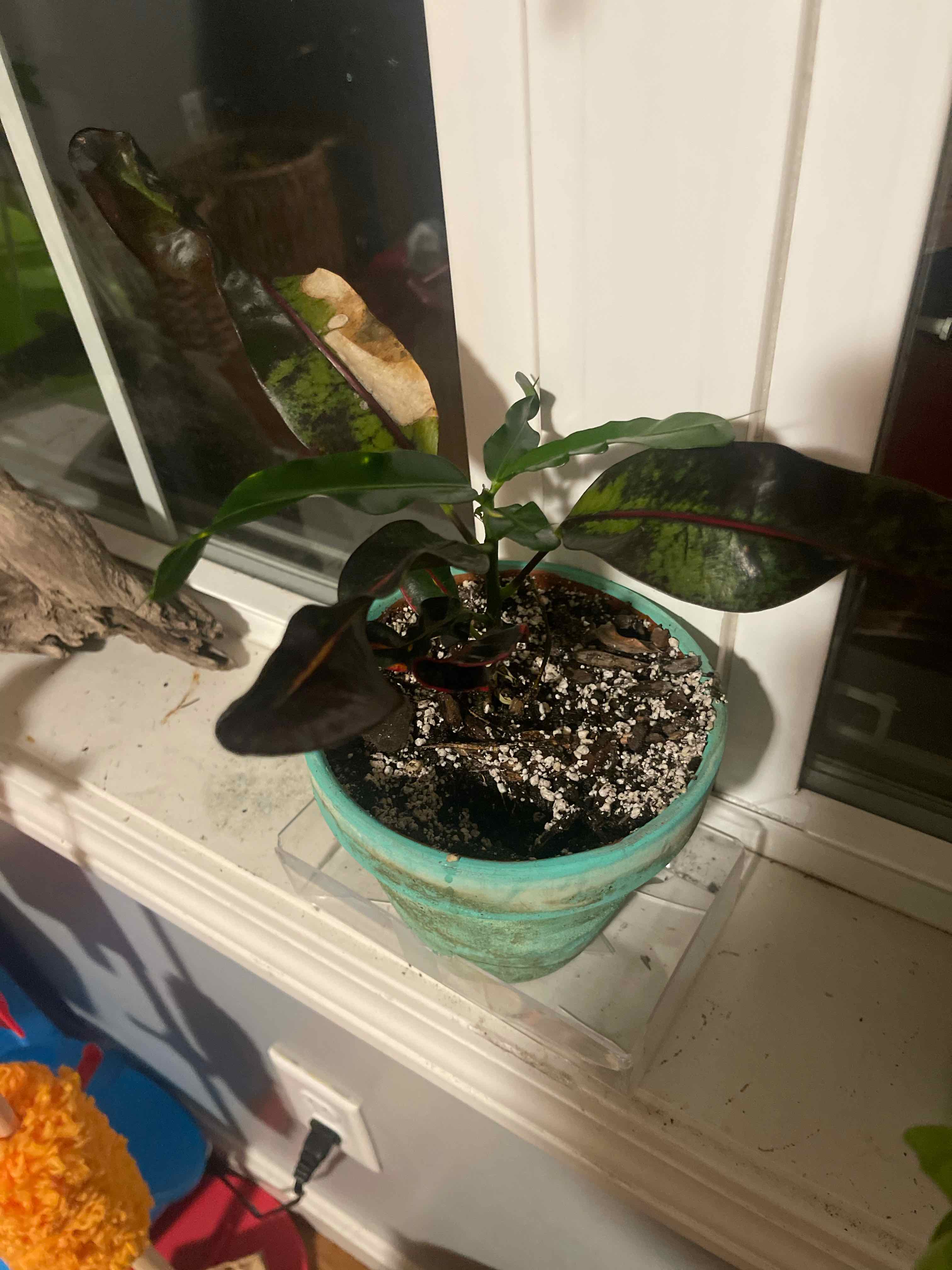 Potted Croton Mammy plant on a windowsill with some leaf discoloration.