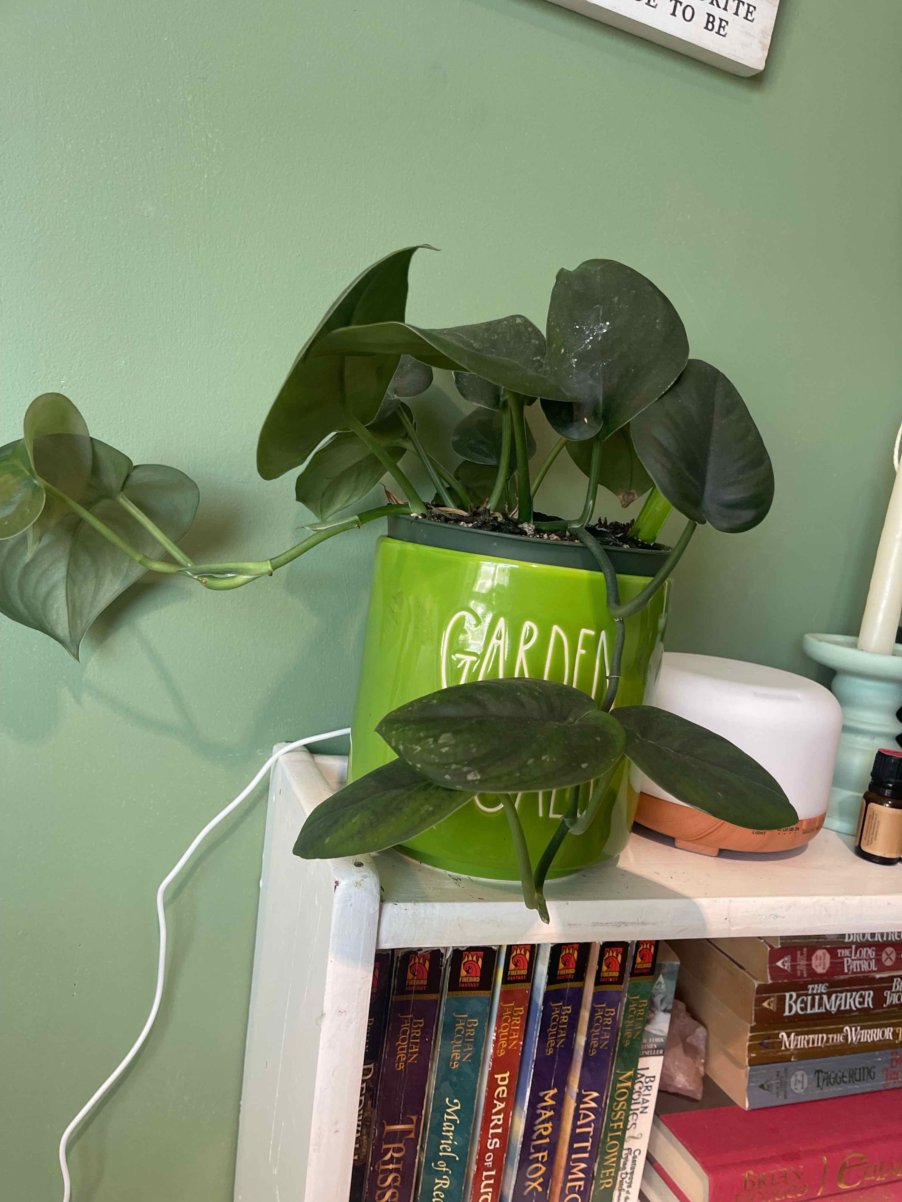 Jade Satin Pothos plant in a green pot on a shelf, appears healthy with dark green leaves.