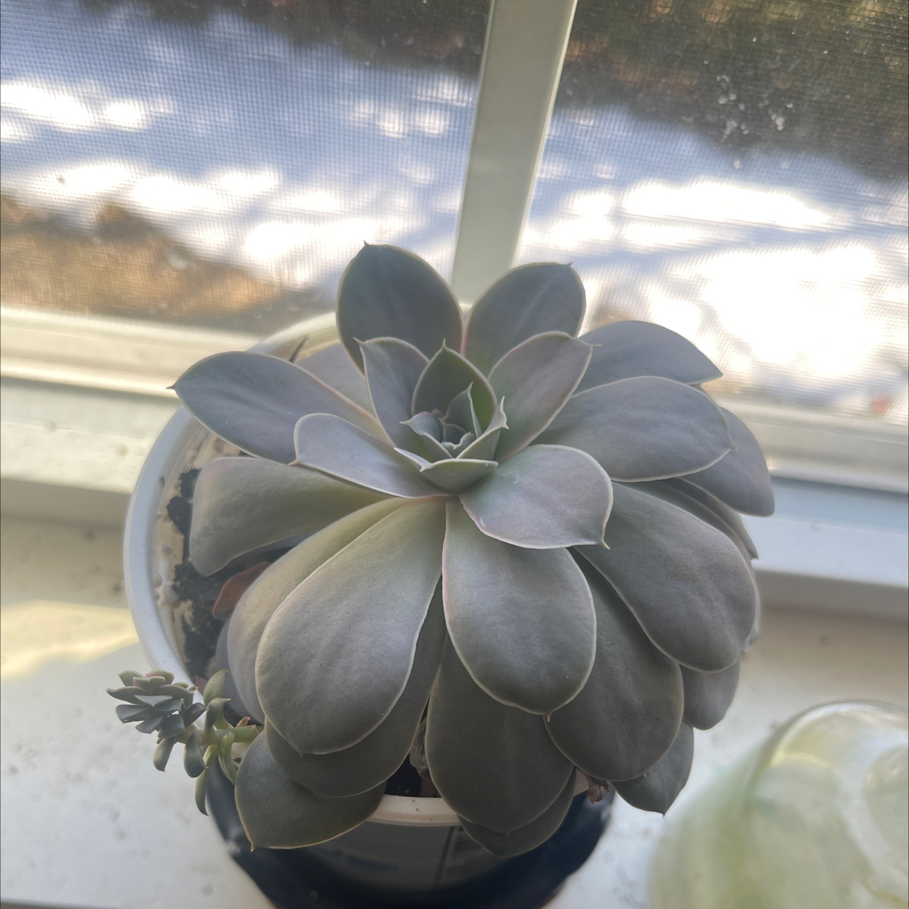 Photo of the plant species Shattering Echeveria by @Mossflowerwood named Myrtle on Greg, the plant care app