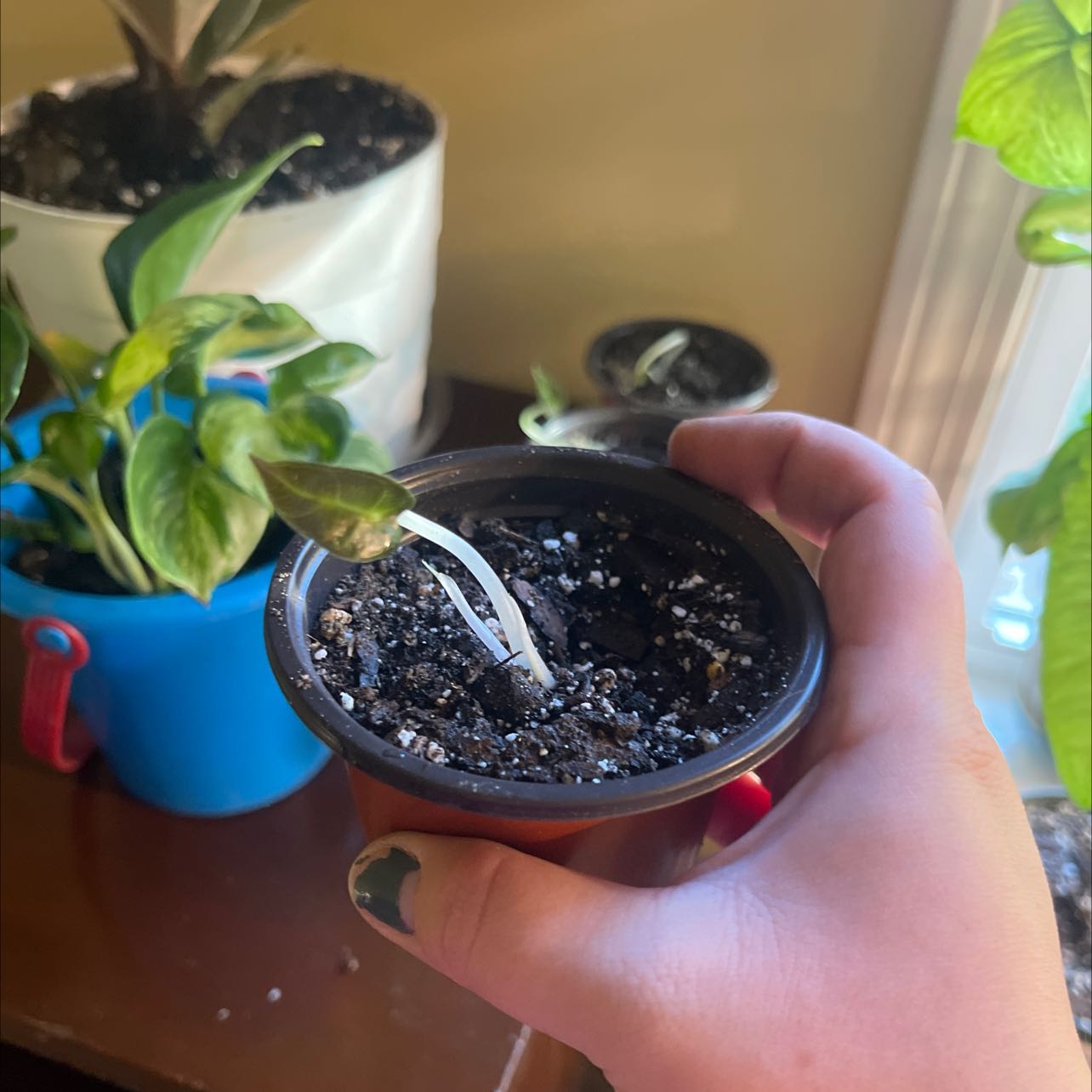 A young Alocasia Amazonica 'Polly' plant in a small pot held by a hand, with visible soil.