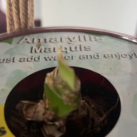 Photo of the plant species Amaryllis 'Marquis' by @PopularCat named Tree Diddy on Greg, the plant care app
