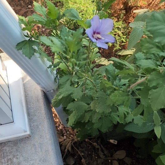 Photo of the plant species Korean Hibiscus by @SalientCalathea named Osmo on Greg, the plant care app
