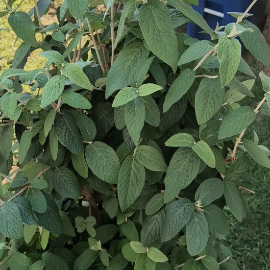 Photo of the plant species Wrinkled Viburnum by @SalientCalathea named Scarlett on Greg, the plant care app