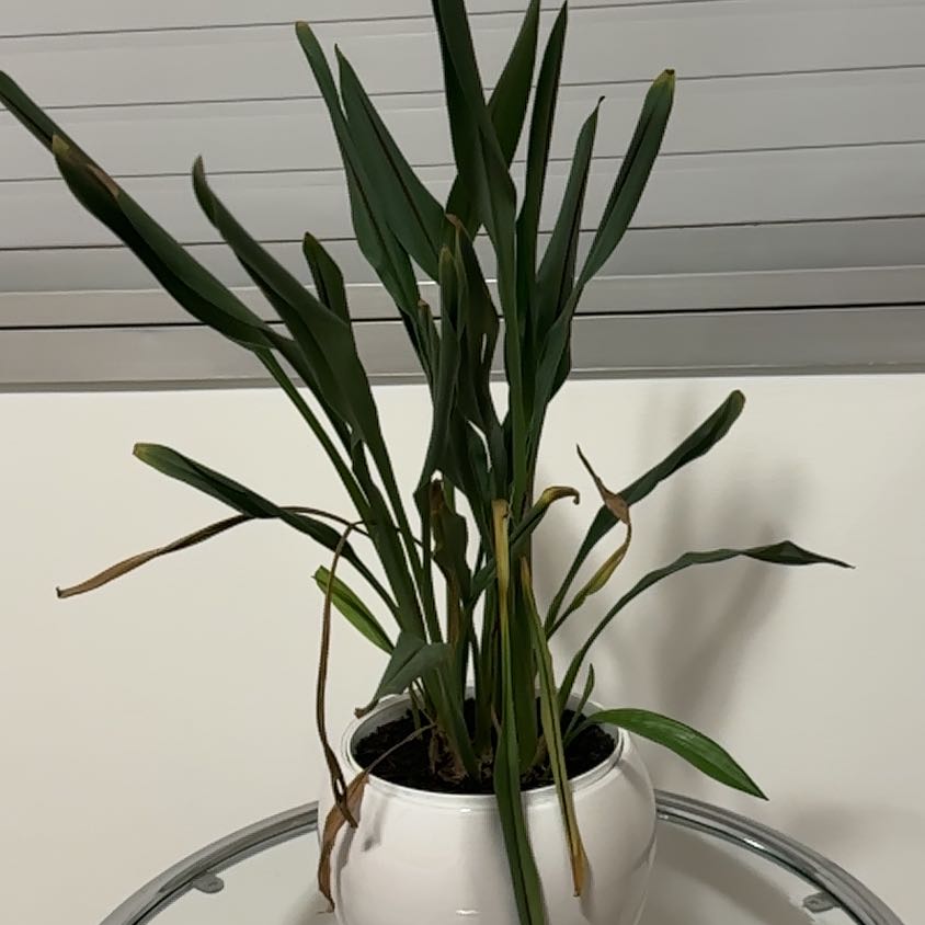 Photo of the plant species Curcuma 'Ruby' by @YesRedmambo30 named Oscar on Greg, the plant care app