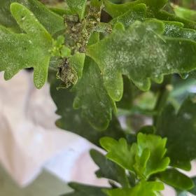 Photo of the plant species Blister Buttercup by @NeotericMoss50 named Fernie Saunders on Greg, the plant care app