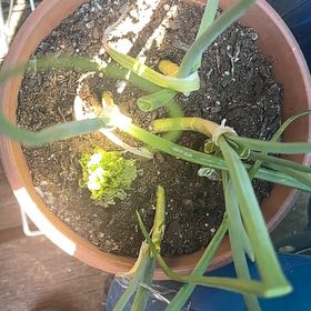 Photo of the plant species Globe Onion by @RefinedMostii45 named Gregarious on Greg, the plant care app