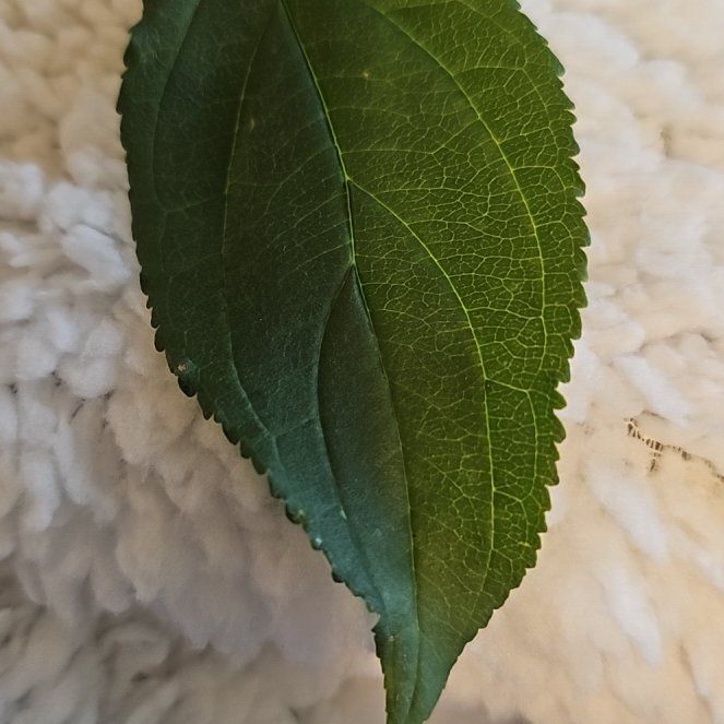 Photo of the plant species European Hackberry by @PrizeBiggalleta named Beckham on Greg, the plant care app