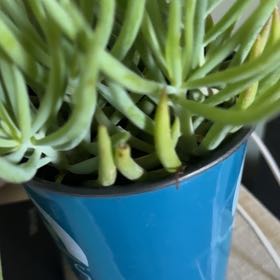 Photo of the plant species Senecio vitalis 'Viper' by @DearDeodarcedar named Willow on Greg, the plant care app